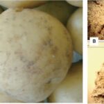 Enhancing Potato Crop Health: Fighting Cyst Nematodes with Purpureocillium lilacinum