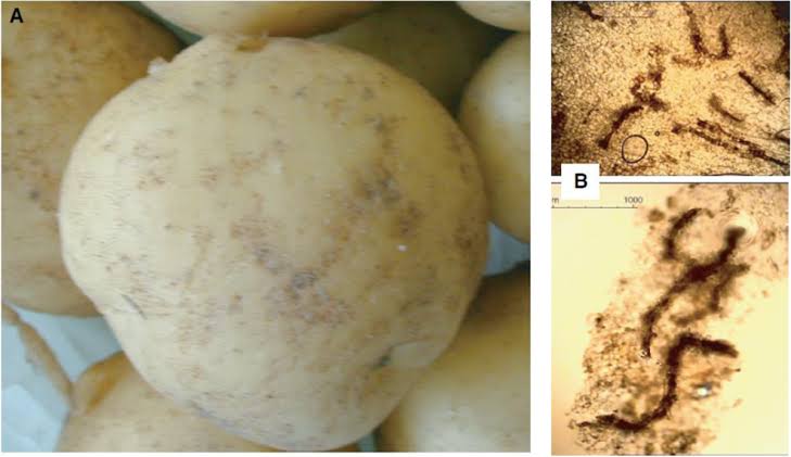 Enhancing Potato Crop Health: Fighting Cyst Nematodes with Purpureocillium lilacinum